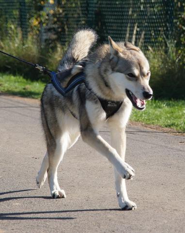 Lycanis Wolfdog®