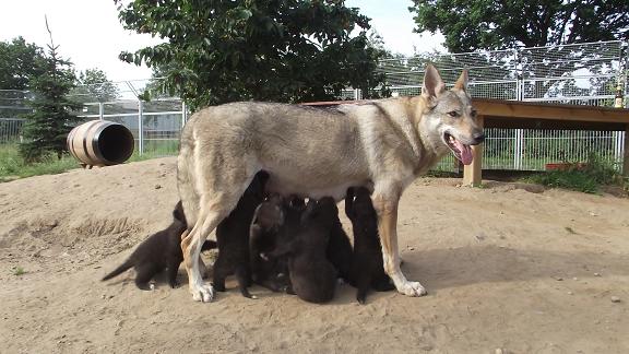 Wolfdogs