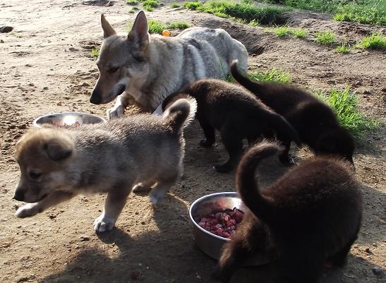 Wolfdog puppies