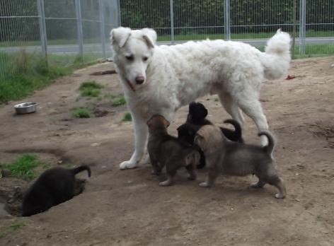 Wolfdog puppies