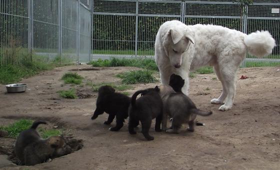 Wolfhunde Welpen