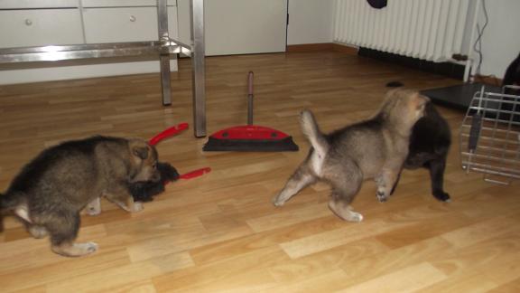 wolfdog puppies