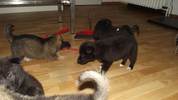 wolfdog puppies