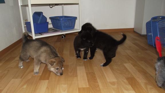 wolfdog puppies