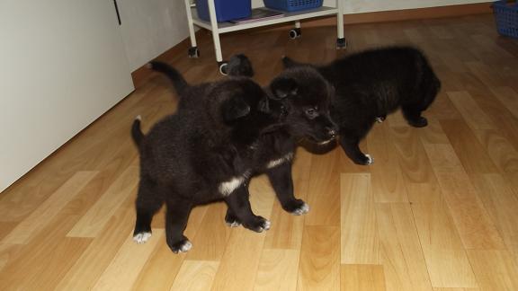 wolfdog puppies