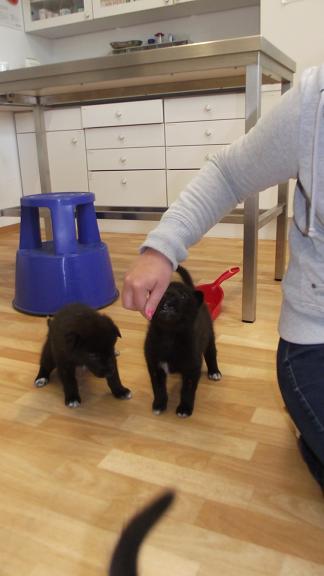 wolfdog puppies