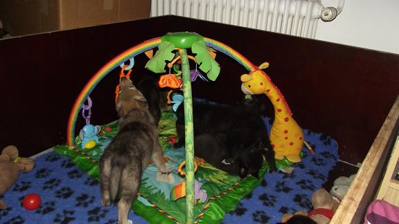 Wolfshunde Welpen