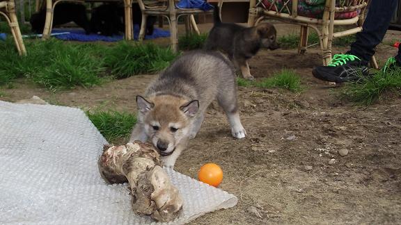 Wolfshund Welpen