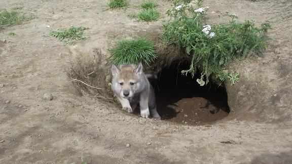 Lycanis Wolfdog®