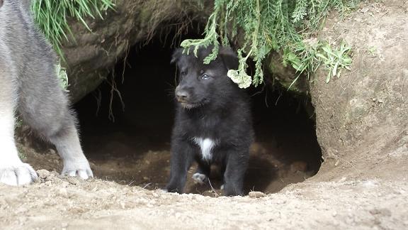 Lycanis Wolfdog®