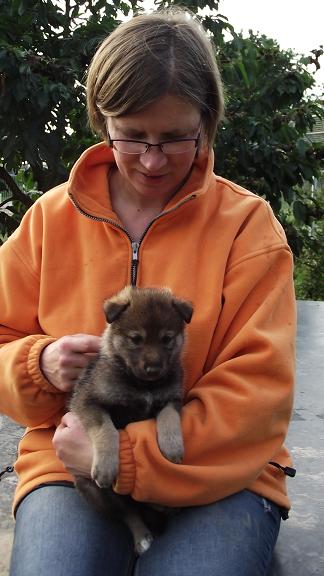 wolfdog puppy