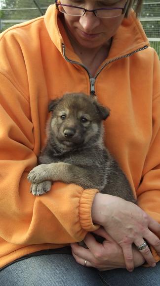 wolfdog puppy