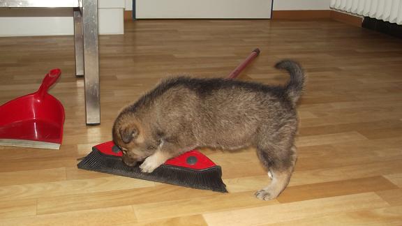 wolfdog puppy wolfdog puppy