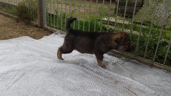 Wolfhund Welpe Wolfhund Welpe
