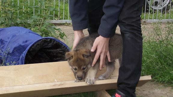 Lycanis Wolfdog® Lycanis Wolfdog®