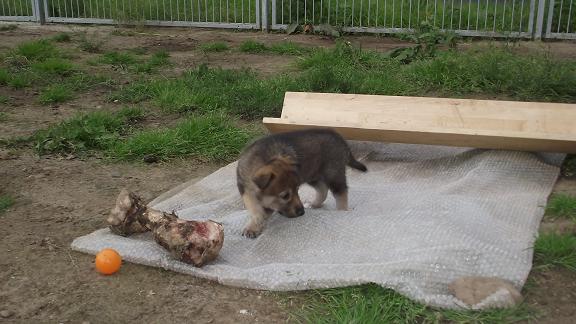 Lycanis Wolfdog® Lycanis Wolfdog®