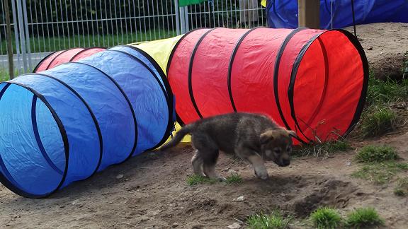 Lycanis Wolfdog® Lycanis Wolfdog®