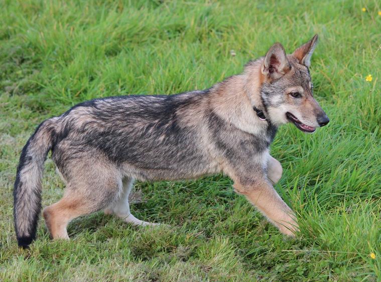 Lycanis Wolfdog®