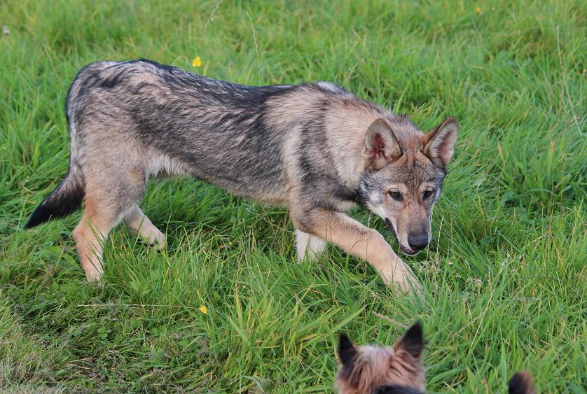 Lycanis Wolfdog®