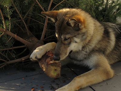 Lycanis Wolfdog®