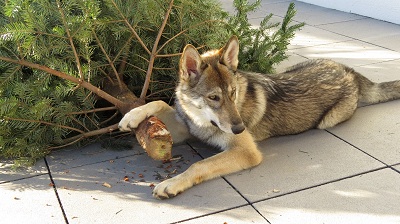 Dacra Lucy Lycanis Wolfdog® Dacra Lucy Lycanis Wolfdog®
