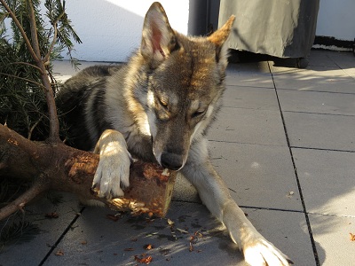 Lycanis Wolfdog® Lycanis Wolfdog®