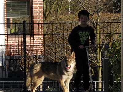 Lycanis Wolfdog® Lycanis Wolfdog®