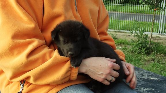 wolfdog puppy