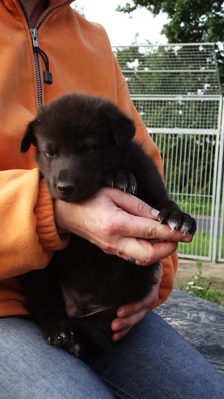 wolfdog puppy wolfdog puppy