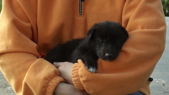wolfdog puppy wolfdog puppy