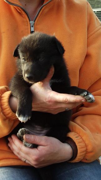 wolfdog puppy wolfdog puppy