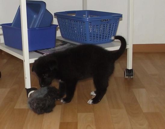 wolfdog puppy wolfdog puppy