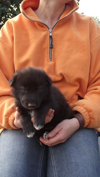 wolfdog puppy