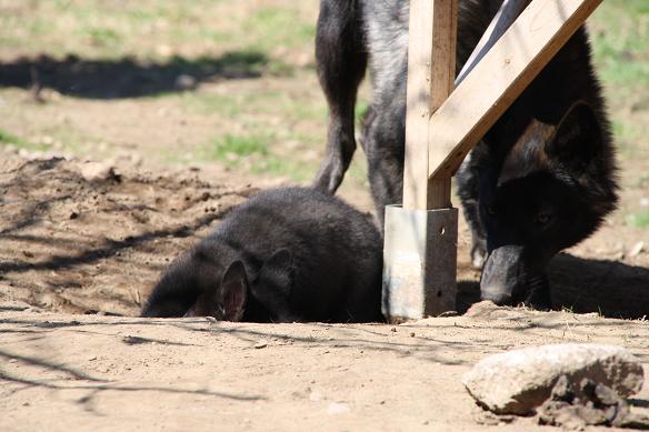 Davana Lycanis Wolfdog® & Blue Jades puppies e-litter