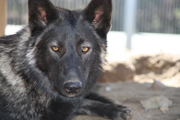 Davana Lycanis Wolfdog®