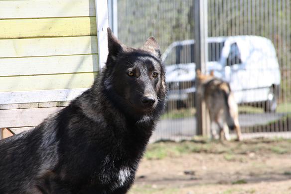 Davana Lycanis Wolfdog® & Apache TWH