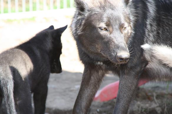 Davana Lycanis Wolfdog® & Blue Jades puppies e-litter