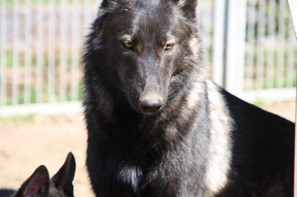 Davana Lycanis Wolfdog® & Blue Jades puppies e-litter