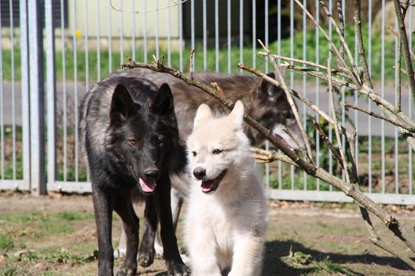 Davana Lycanis Wolfdog® & Blue Jade puppies e-litter