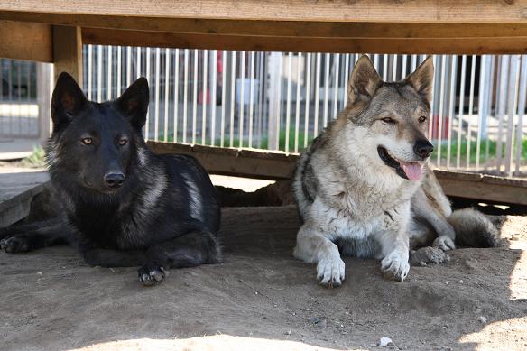 Davana & Tschechoslowakischer Wolfshund Apache