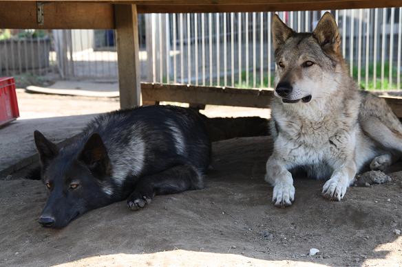 Davana & Tschechoslowakischer Wolfshund Apache