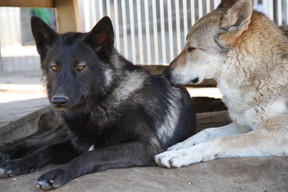 Davana & Tschechoslowakischer Wolfshund Apache