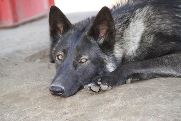 Davana Lycanis Wolfdog®