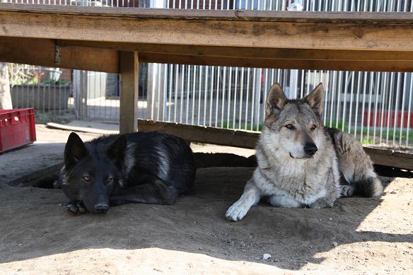 Davana & Tschechoslowakischer Wolfshund Apache