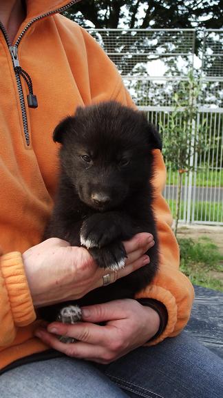 wolfdog puppy