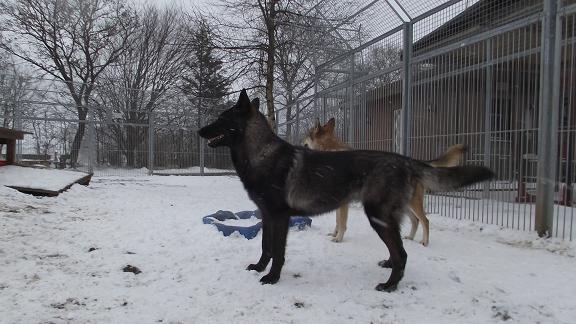 Davana & Aponi Lycanis Wolfdog®