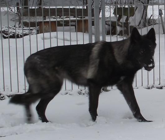 Davana Lycanis Wolfdog®