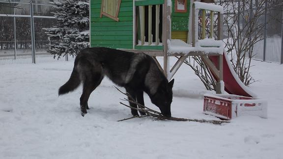 Davana Lycanis Wolfdog®