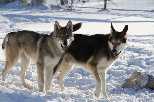Dimas Chumani Lycanis Wolfdog® (links) Dimas Chumani Lycanis Wolfdog® (links)