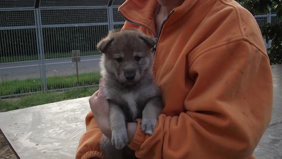 wolfdog puppy